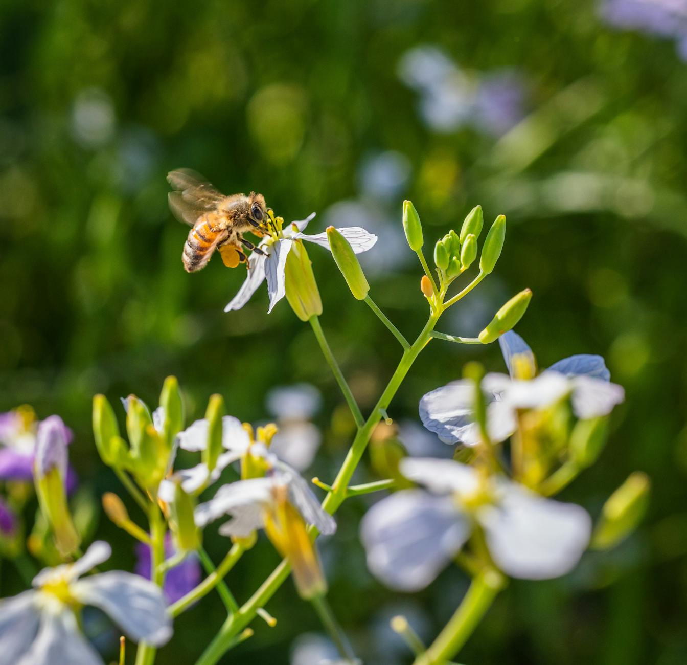 Bienen an Wildblumen